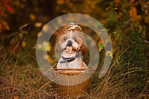 Cute puppy in a basket in the autumn forest