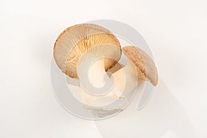 Shitake, eringi  tasty mushroom isolated on white background