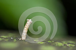 Shitake Mushroom Sprout