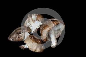 Shitake mushrooms on a black background