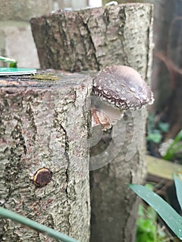 Shittake mushroom grown on logs photo