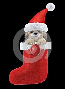 Shitzu dog with Christmas stocking and ball. Isolated on black