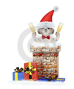 Shitzu dog with glass of champagne climbs out of chimney. Isolated on white