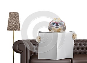 Shitzu dog with glasses reading newspaper with space for text on sofa in living room. Isolated on white