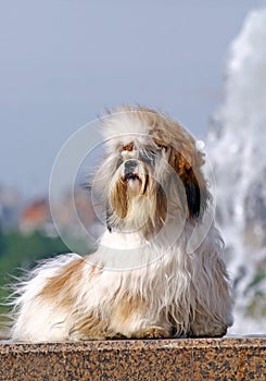 Shitzu dog on granite parapette with fontan