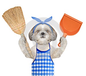 Shitzu dog holds broom and scoop in paws. Isolated on white