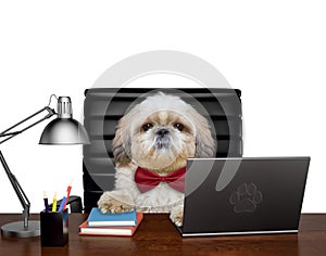 Shitzu dog manager is doing some work on the computer. Isolated on white