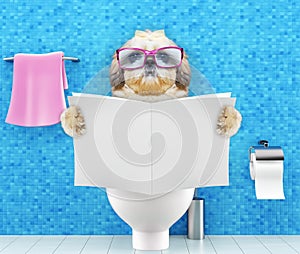 Shitzu dog sitting on a toilet seat with digestion problems or constipation reading magazine or newspaper