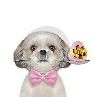 Shitzu dog with spoon and easter egg. Isolated on white