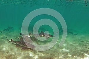 a shiver of leopard sharks swims in Monterey Bay National Marine Sanctuary.