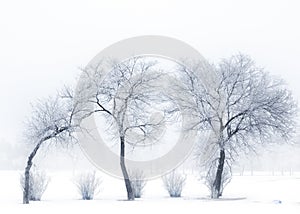 Shivering trees