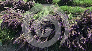 Shivery on wind lavender bunches with bees during harvest on farm