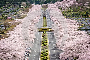 Shizuoka Japan Spring