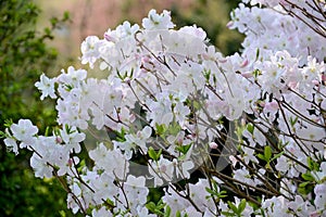 Shlippenbakh`s rhododendron Rhododendron schlippenbachii Maxim.. The blossoming escapes