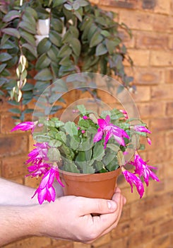 Shlumbergera - Christmas cactus in the hands