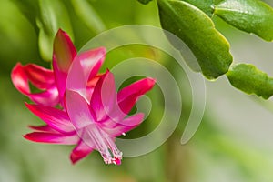 Shlumbergera