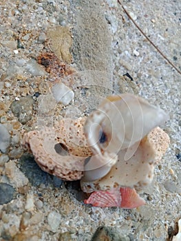 Sho Pretty Shells photo