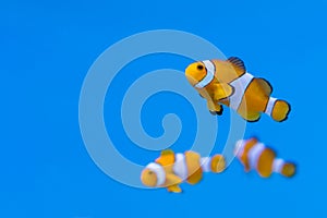 Shoal of Amphiprion ocellaris in aquarium fish tank