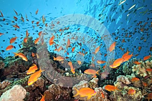 Shoal anthias fish on the coral reef photo