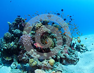 Shoal of Anthias over Coral Bommie Red Sea