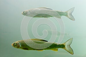 Shoal of Arctic Grayling (Thymallus arcticus)