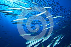 Shoal of Barracudas