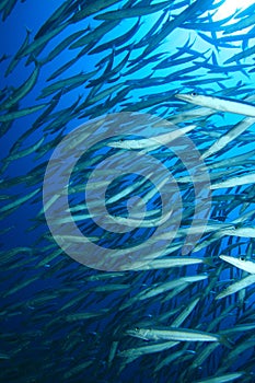 Shoal of Barracudas