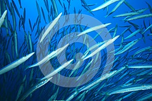 Shoal of Barracudas