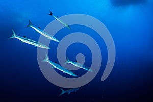 Shoal of barracudas