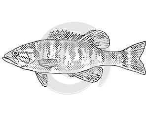 Shoal bass or Micropterus cataractae Freshwater Fish Cartoon Drawing