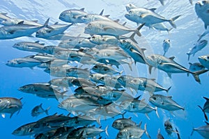 Shoal of Bigeye Jack from mexico