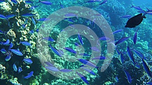 Shoal of blue tropical striped fish in the ocean near coral reef. Caesio Striata Striated Fusilier swimming deep underwater.