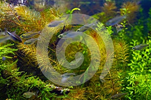 Shoal of blurred juvenile congo tetra fish swim in freshwater iwagumi aquascape, healthy colorful plants, Amano style