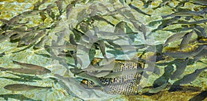 Shoal of Brown trout, Salmo trutta