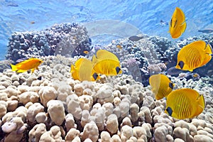 Shoal of butterfly fish