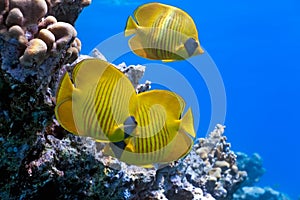 Shoal of butterfly fish