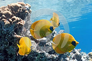Shoal of butterfly fish on the reef