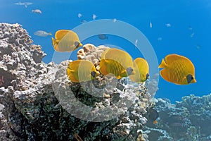Shoal of butterfly fish on the reef