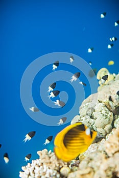 Shoal of Chromis dimidiata