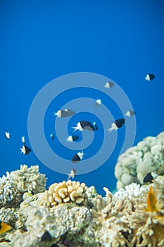 Shoal of Chromis dimidiata