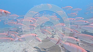 Shoal of common bigeye swimming on tropical coral reef