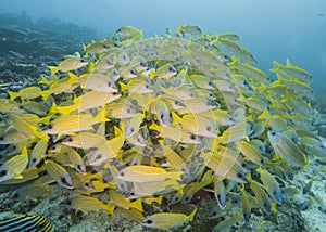 Shoal of common bluestripe snapper underwater on coral reef