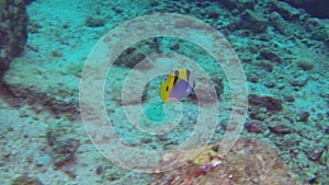 Shoal of coral fish in the wonderful seabed of the Andaman Sea Islands in India.