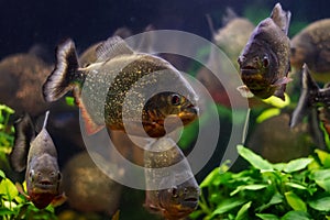 Shoal of dangerous red-bellied piranha, adult wild ornamental fish species with sharp teeths from Amazon river basin