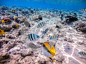 Shoal of differend kinds of the fish - sailfin tang, Longnose Parrotfish, Picasso trigger, Birdmouth wrasse