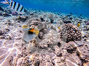 Shoal of differend kinds of the fish - sailfin tang, Longnose Parrotfish, Picasso trigger, Birdmouth wrasse