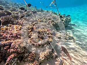 Shoal of differend kinds of the fish - sailfin tang, Longnose Parrotfish, Picasso trigger, Birdmouth wrasse