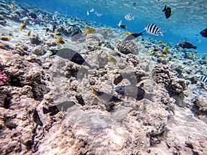 Shoal of differend kinds of the fish - sailfin tang, Longnose Parrotfish, Picasso trigger, Birdmouth wrasse