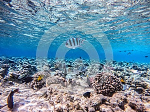 Shoal of differend kinds of the fish - sailfin tang, Longnose Parrotfish, Picasso trigger, Birdmouth wrasse