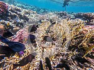 Shoal of differend kinds of the fish - sailfin tang, Longnose Parrotfish, Picasso trigger, Birdmouth wrasse